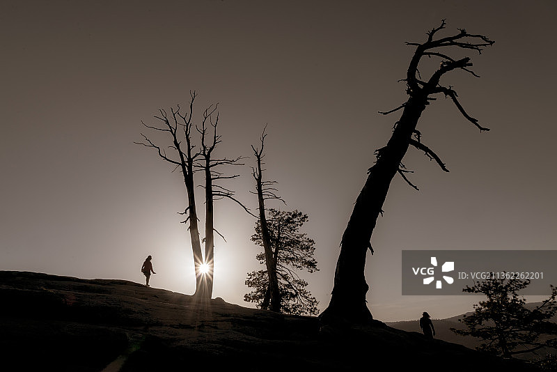 躲猫猫的阳光，田野上光秃秃的树在晴朗的天空下的轮廓图片素材