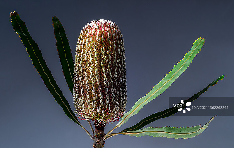 班克木的头部特写图片素材