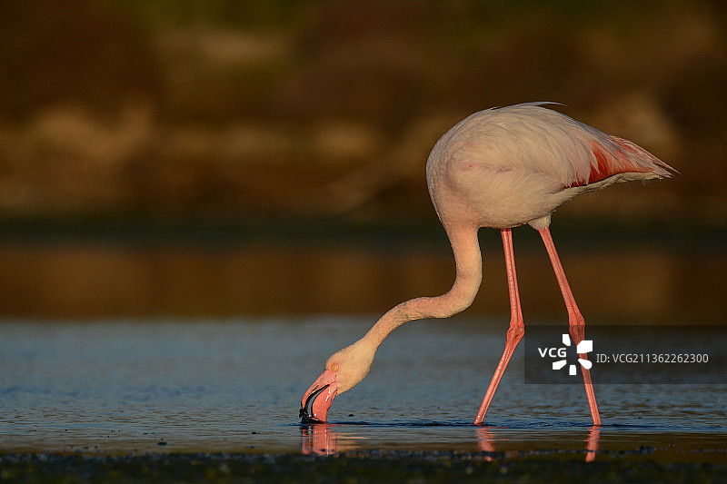 大红鹳在湖中游泳的侧视图图片素材