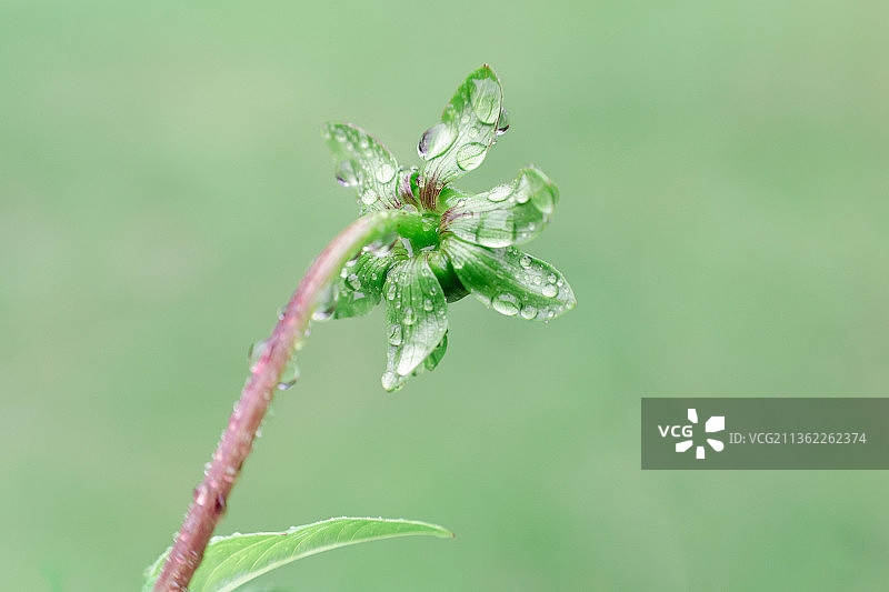 植物上雨滴的特写单色照片图片素材