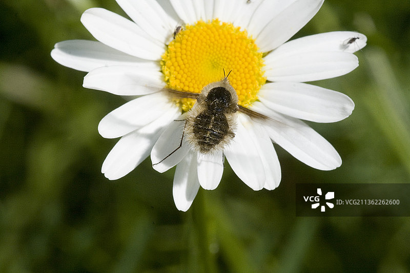 蜂虻在白色花朵上的特写图片素材