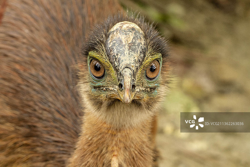 无辜的眼神：普通美洲鸵鸟的特写图片素材