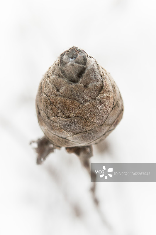 等待春天，白色背景下的核桃特写图片素材