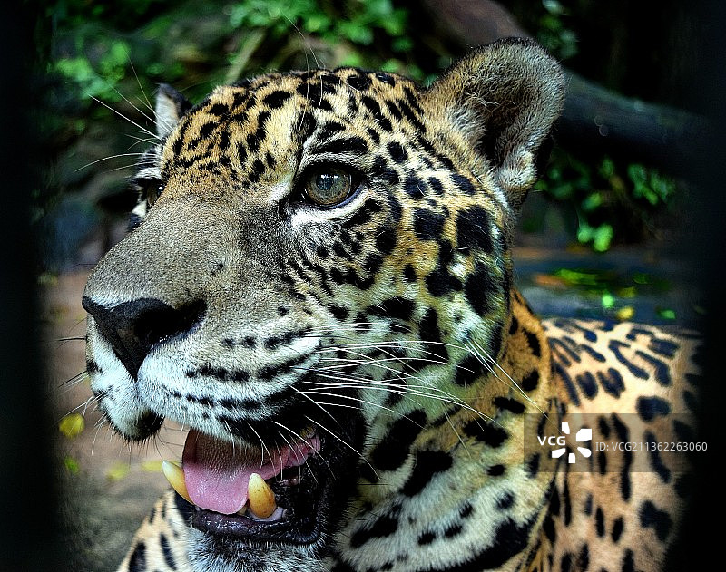 小憩的豹子古玛，豹子特写图片素材