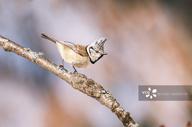 山雀栖息在树枝上特写图片素材