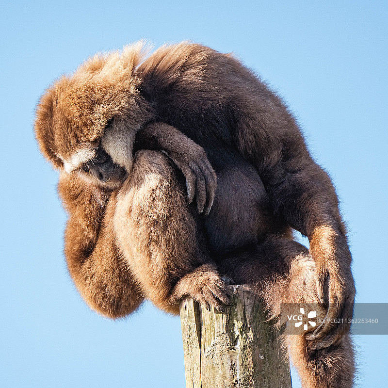 白颊长臂猿，在英国东米德兰兹动物学会的木头上，以低角度仰望猴子，背景是晴朗的蓝天图片素材