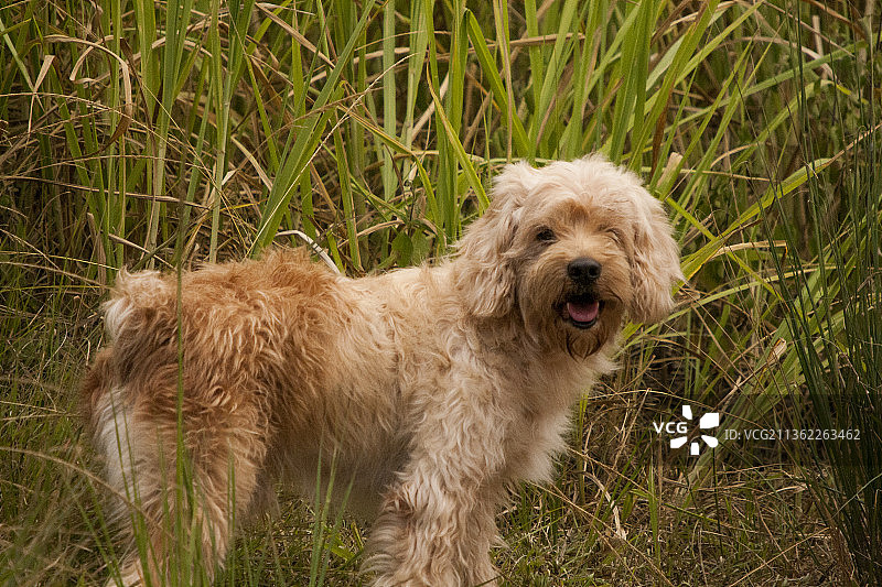 在洪都拉斯特古西加尔巴的草地上奔跑的可爱小狗图片素材