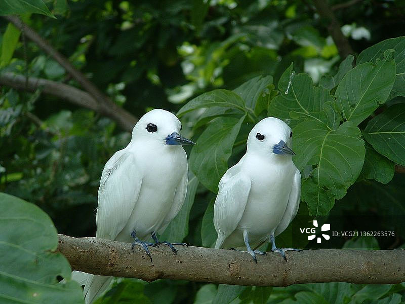 塞舌尔，栖息在树上的鸟儿的低角度景观图片素材