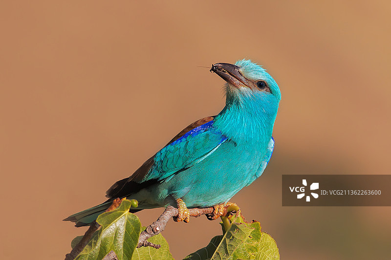 意大利滨鸟的丁香花特写图片素材