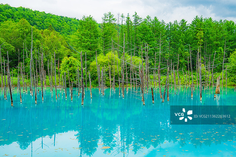 北海道美瑛町铂金蓝色池塘风光图片素材