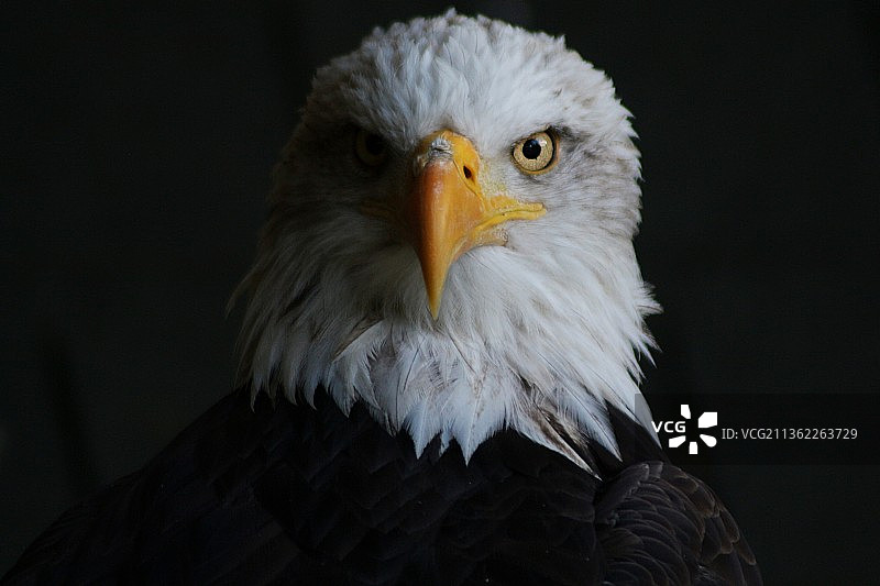 秃鹰特写肖像图片素材