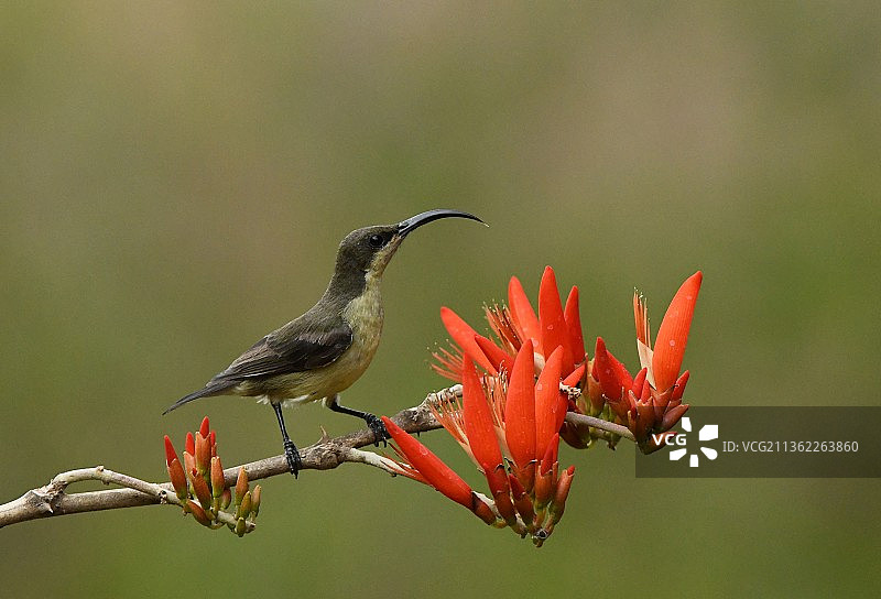 太阳鸟特写：栖息于植物上的蓝喉歌鸲图片素材