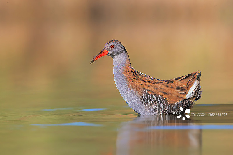 意大利湖中栖息的水鸟特写镜头图片素材