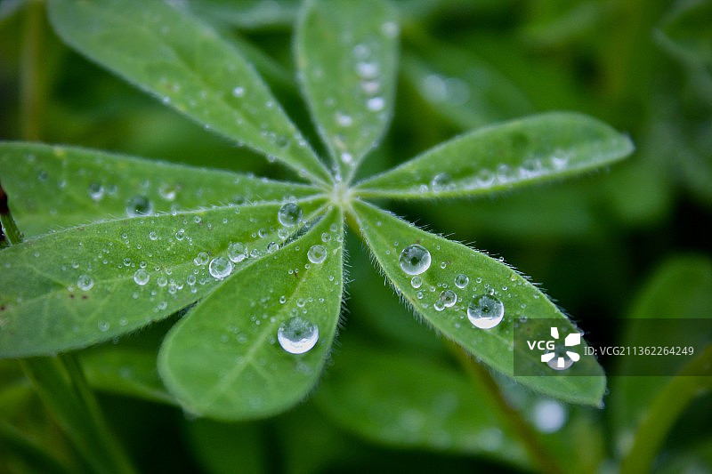 水珠：雨季植物叶子上的水滴特写图片素材