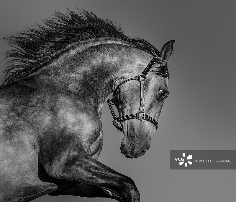 奔跑中的黑白安达卢西亚马图片素材