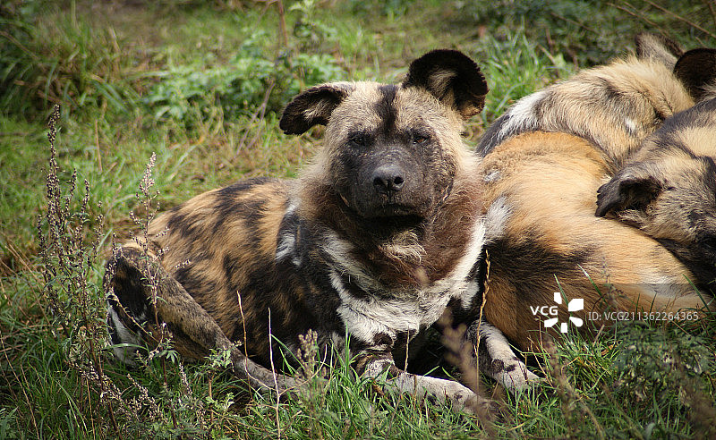 在田野上的狗的画像，丹麦图片素材