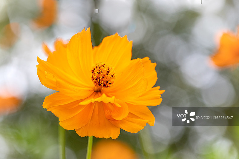橙色波斯菊花特写图片素材
