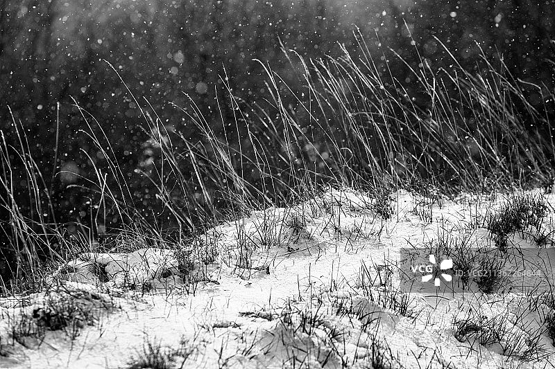 草地特写图片素材