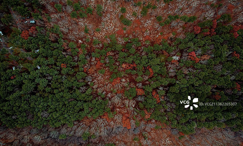 墙上常春藤的绿色和橙色全画幅照片图片素材