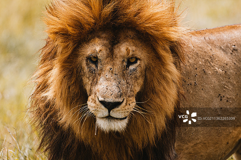 塞伦盖蒂草原上的狮子特写肖像，坦桑尼亚伊塞克图片素材