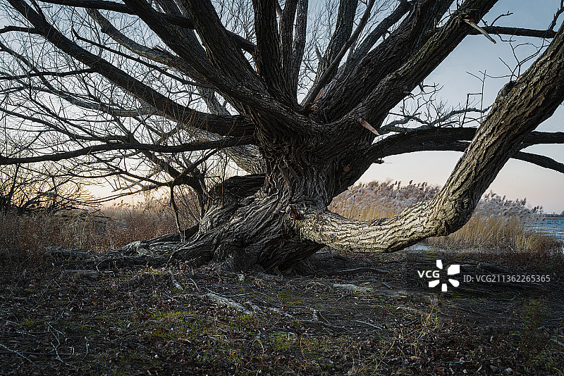 加拿大瓦雷讷，原野上光秃秃的树木景观图片素材