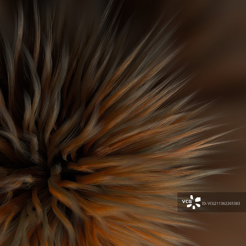 拿铁毛球，枯萎植物特写，英国伦敦图片素材