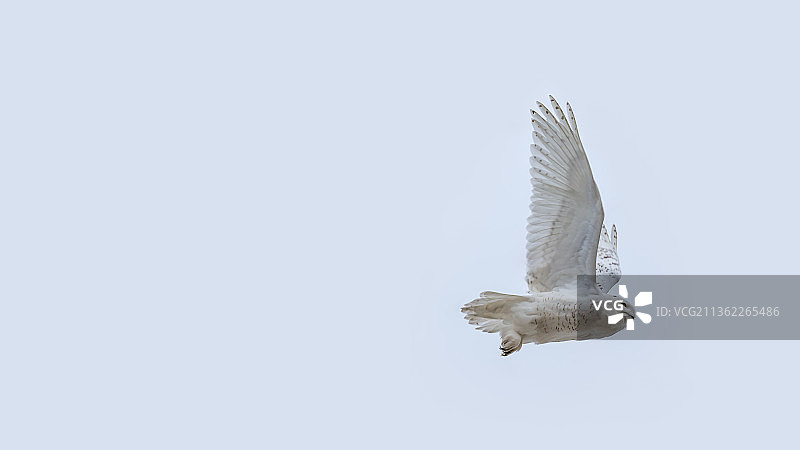 雪鸮在空中飞翔，美国密歇根州卡斯卡德镇图片素材