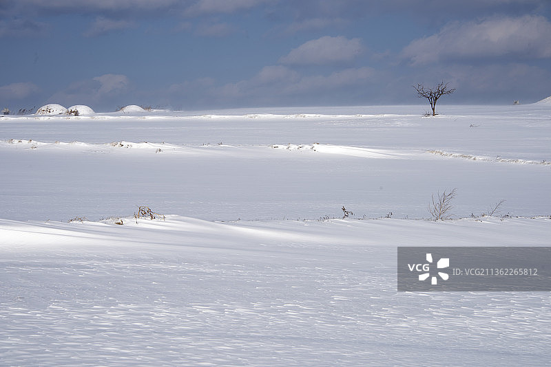 雪和树，韩国雪景图片素材