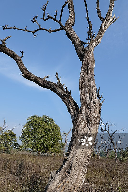 冬季的树木，仰视视角图片素材