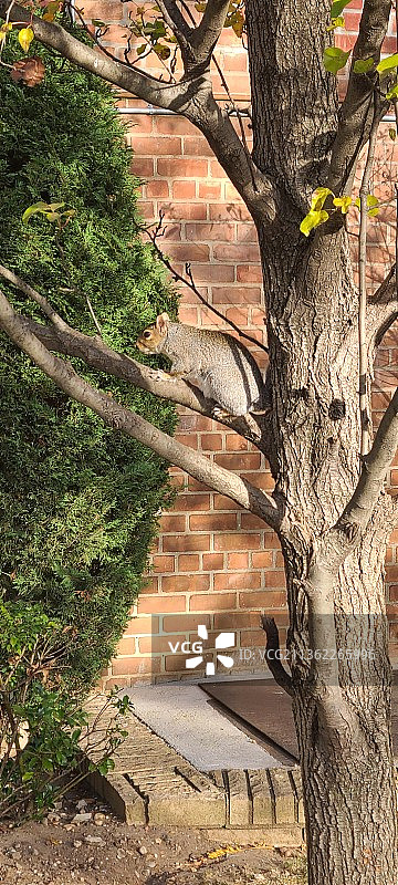 树干上生长的树木图片素材