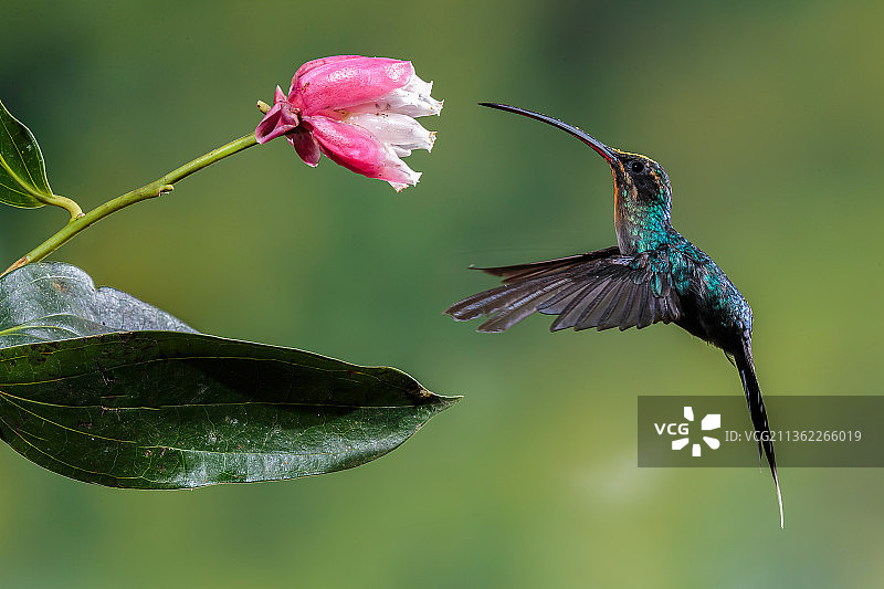 蜂鸟飞过粉色花丛特写，哥斯达黎加阿拉胡埃拉省巴霍斯德尔托罗图片素材