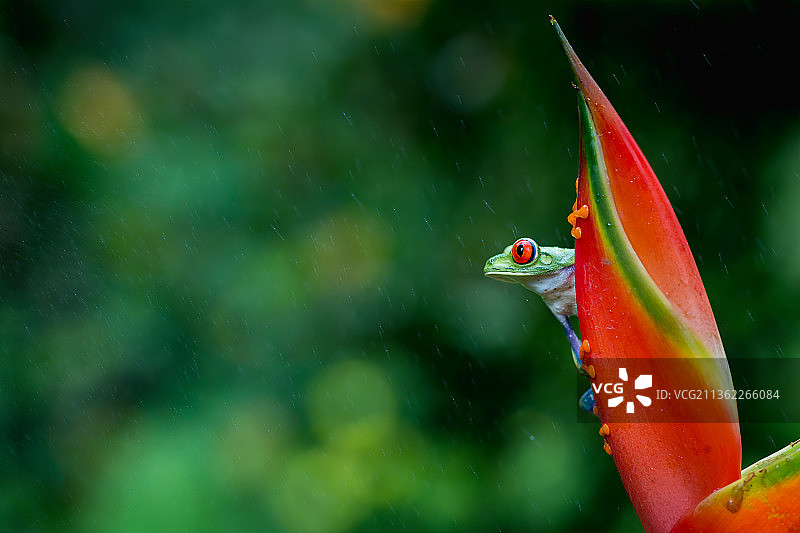 红眼树蛙与阿拉胡埃拉省红色花朵特写，哥斯达黎加图片素材