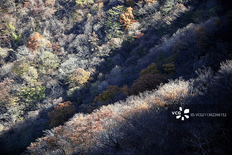 树木之上的光，秋季森林中树木的高角度景观，井邑，韩国图片素材