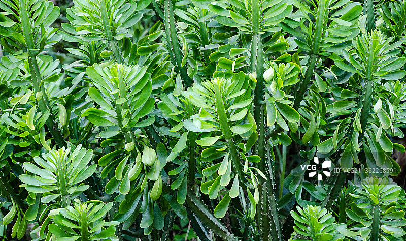 绿色，田野上生长的植物的完整画面图片素材