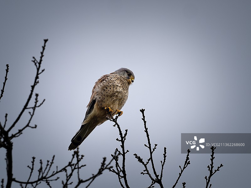 红隼，低角度看隼栖息在树枝上，背景是晴朗的天空图片素材