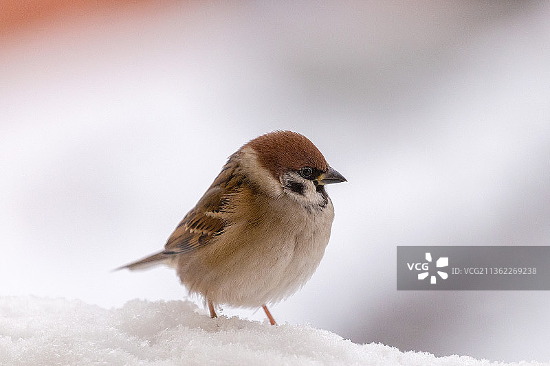 拉脱维亚雪地上的雀鸟特写图片素材