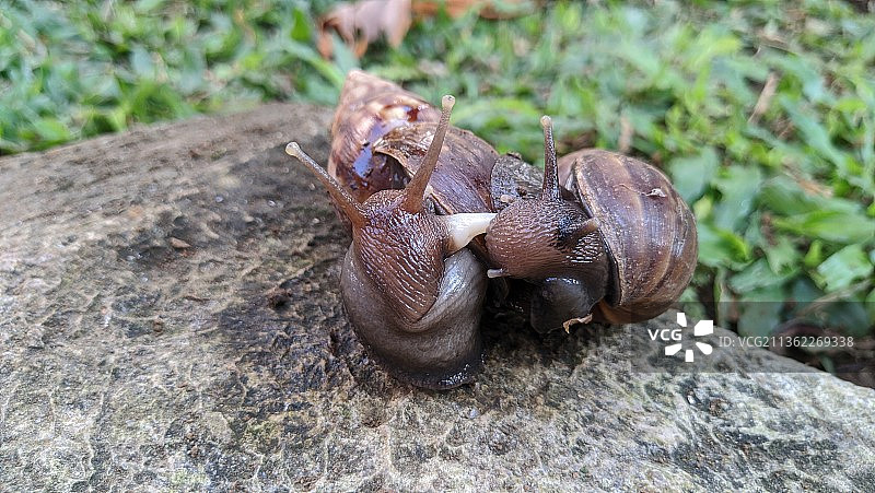 春天两只蜗牛在交配图片素材