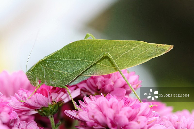 叶虫，粉色花朵上的蝴蝶特写图片素材