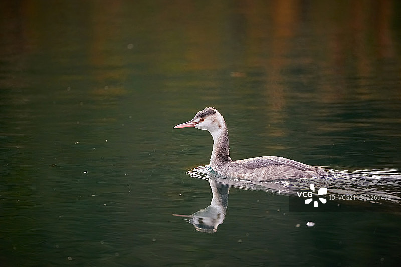 英国北安普顿的䴙䴘和幼天鹅图片素材
