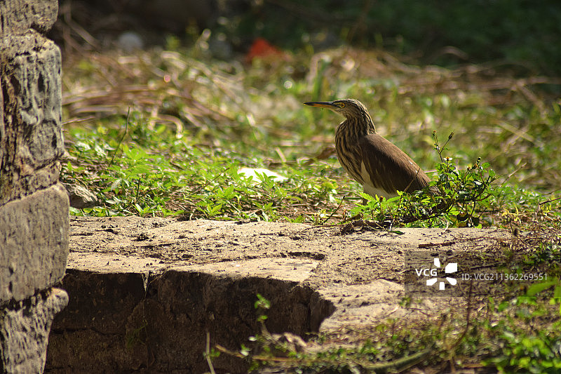 栖息在印度亚达温德拉花园田野上的苍鹭特写图片素材