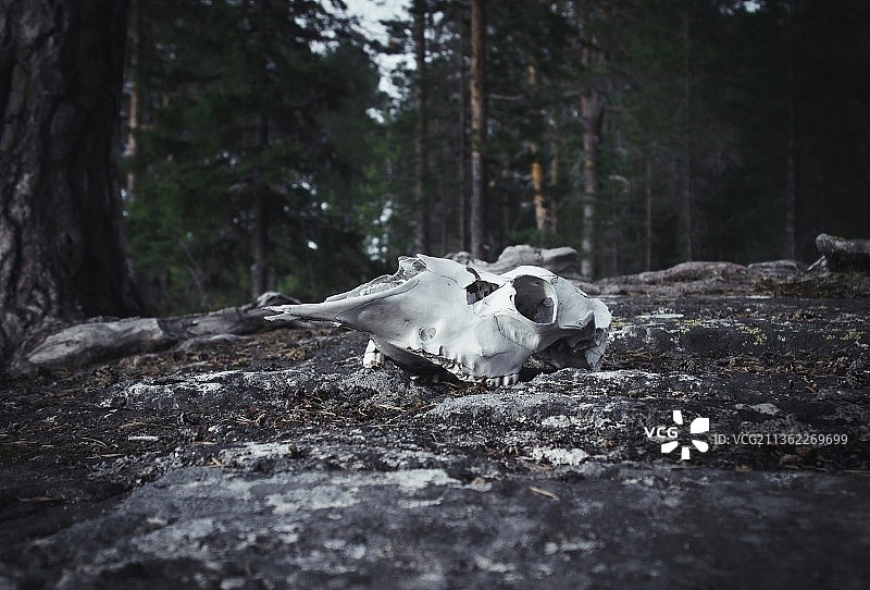 俄罗斯恩戈泽罗岛上的最后一位居民图片素材