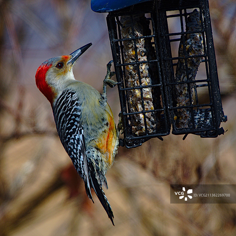 栖息在喂食器上的红腹啄木鸟特写图片素材