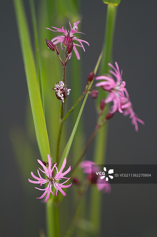 美丽报春花特写图片素材