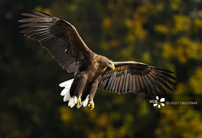 秋季飞鹰：树林中白色飞鹰特写图片素材