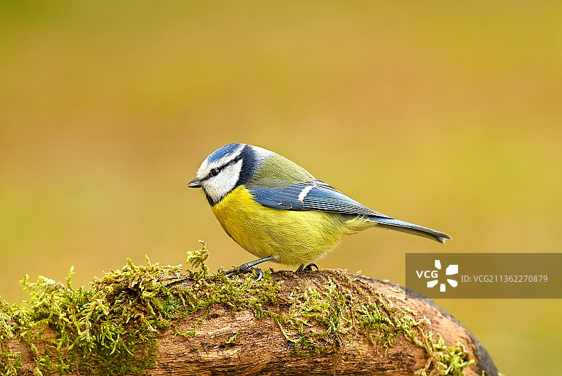 蓝山雀栖息在树上的特写图片素材