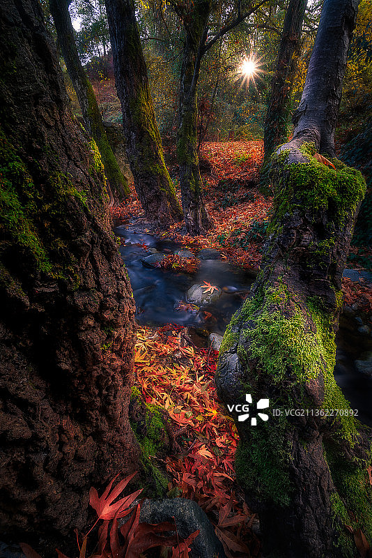 塞浦路斯的Troodos山，森林中的树木，Troodos山，Troodos，塞浦路斯图片素材