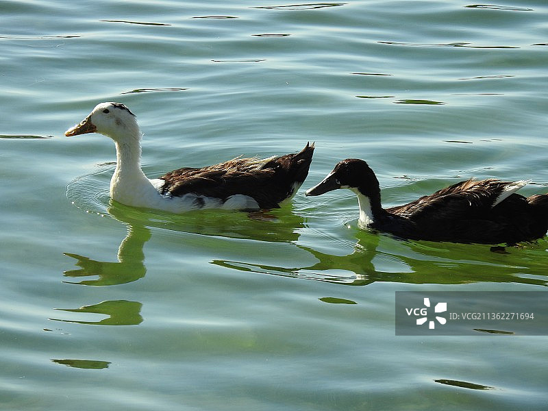 湖中游泳的鸭子俯视照片图片素材