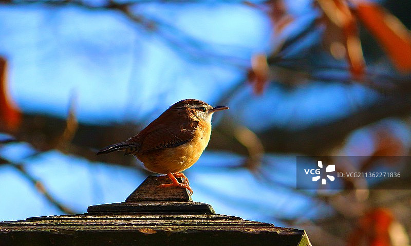 卡罗莱纳鹪鹩，栖息在木头上的画眉特写图片素材