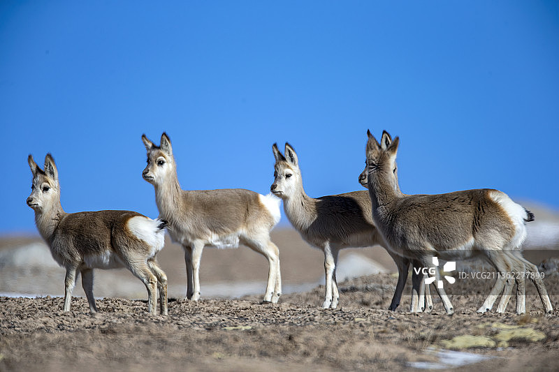 藏原羚图片素材