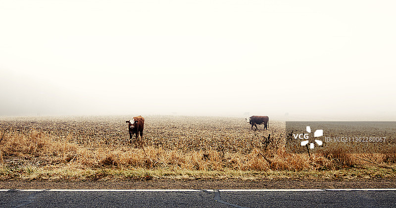 奶牛牧场，男子在天空背景下行走图片素材